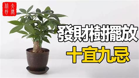 招財樹風水|如何擺放發財樹？居家風水專家教你招財秘訣 